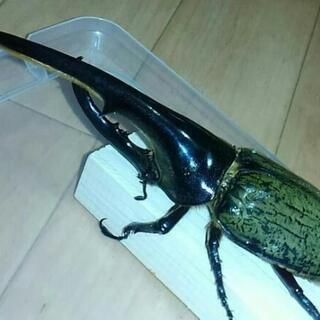 D･H･ヘラクレス‼150mm ペア‼