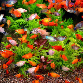 水槽　14点セット　×2倍！　　　二個セット！