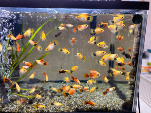 ミッキーマウスプラティ 熱帯魚 0円5匹程度 まっちゃ 善通寺のその他の中古あげます 譲ります ジモティーで不用品の処分