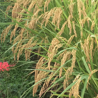 令和元年兵庫産お米 (ひのひかり) 販売 玄米