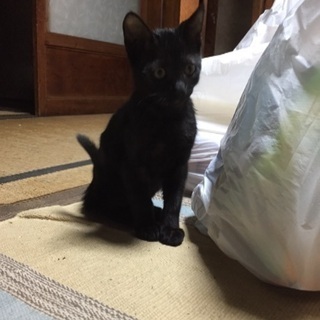 子猫をもらってください