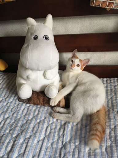 保護猫預かりのお手伝い募集 Harutyan 上永谷の手伝って 助けての助け合い ジモティー