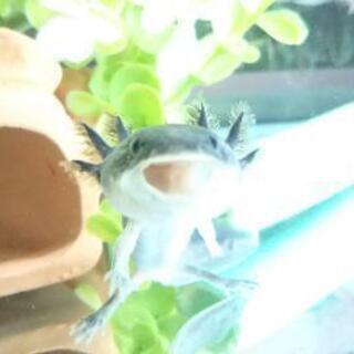 ウーパールーパー中サイズ6センチくらい ブラック みっち 和光のその他の中古あげます 譲ります ジモティーで不用品の処分