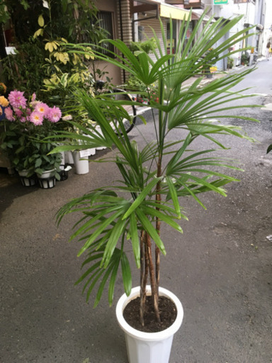 観葉植物 棕呂竹 シュロチク 卸売り花問屋 昭和町の生活雑貨の中古あげます 譲ります ジモティーで不用品の処分 観葉植物 棕呂竹 シュロチク 卸売り花問屋 昭和町の生活雑貨の中古あげます 譲ります ジモティーで不用品の処分