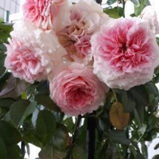 薔薇苗 大株3株