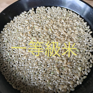 令和2年　新米東温米こしひかり30㎏ 玄米　渡部ファーム