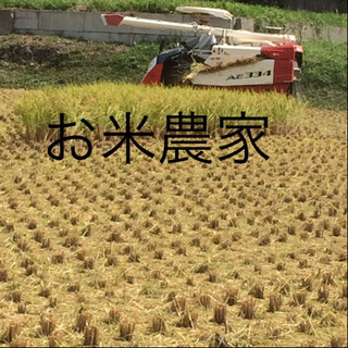 令和2年　新米東温米こしひかり30㎏ 玄米　渡部ファーム