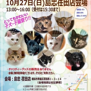 10/27（日）おーあみ避難所里親会 in 島忠 荏田店