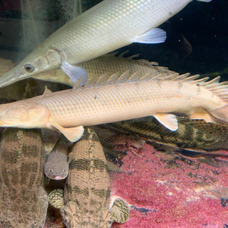 コンギクス52センチ± コンギクス52センチ±