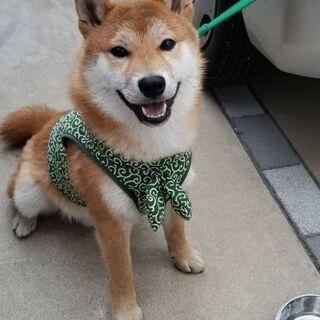 埼玉県の柴犬の里親募集 ジモティー