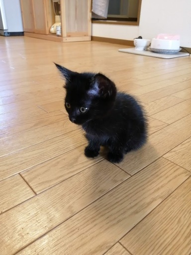 里親決定 とっても可愛い黒猫ちゃん イヴ 北九州の猫の里親募集 ジモティー