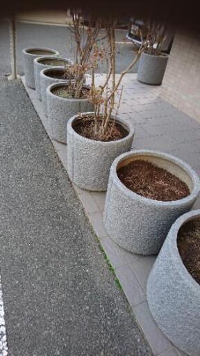 大型鉢植え