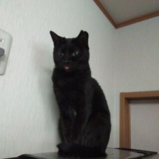 ツンデレ黒猫の女の子です − 福島県