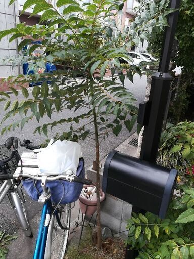 フラミンゴ苗