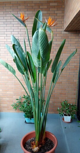 ストレチア　2株　鉢植え　つぼみ 花芽　計3個　ゴクラクチョウカ　高さ約185㎝