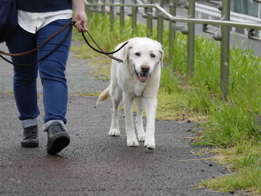 板橋区でペットシッターになりませんか 長年の経験に基づくノウハウの提供や保険の適用があり安心して営業できます 合同会社y T 志村三丁目のその他の無料求人広告 アルバイト バイト募集情報 ジモティー