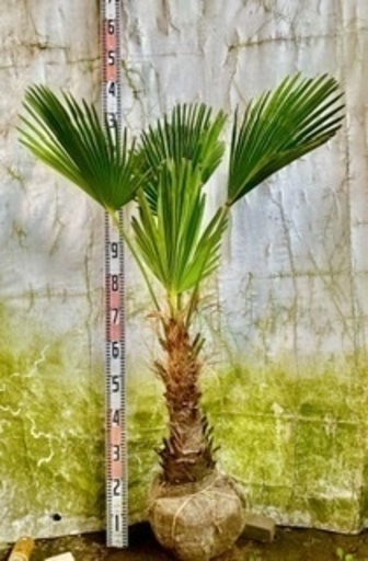 シュロヤシ耐寒性耐陰性リゾート やすい農園 上塩屋のその他の中古あげます 譲ります ジモティーで不用品の処分 シュロヤシ耐寒性耐陰性リゾート やすい農園 上塩屋のその他の中古あげます 譲ります ジモティーで不用品の処分