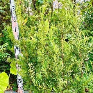 ナゴヤラカンマキ垣根壁木目隠し やすい農園 上塩屋のその他の中古あげます 譲ります ジモティーで不用品の処分 ナゴヤラカンマキ垣根壁木目隠し やすい農園 上塩屋のその他の中古あげます 譲ります ジモティーで不用品の処分