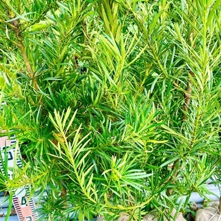 ナゴヤラカンマキ垣根壁木目隠し やすい農園 上塩屋のその他の中古あげます 譲ります ジモティーで不用品の処分