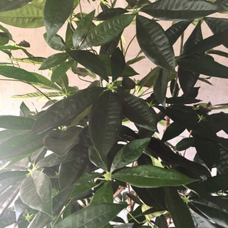 光触媒 人工観葉植物 パキラ1.8メートル