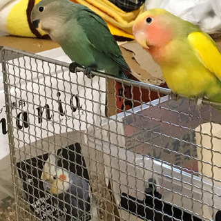 グリーンオーブとパイドとルチノーとバイオレットのコザクラインコ 