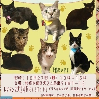 保護猫の譲渡会  札幌東区にて