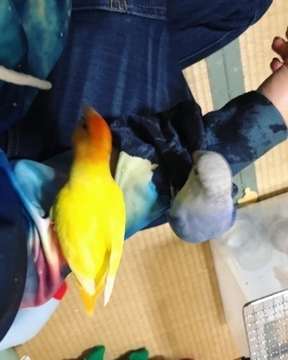 グリーンオーブとパイドとルチノーとバイオレットのコザクラインコ 吉本 由恵 天王寺のその他の里親募集 ジモティー