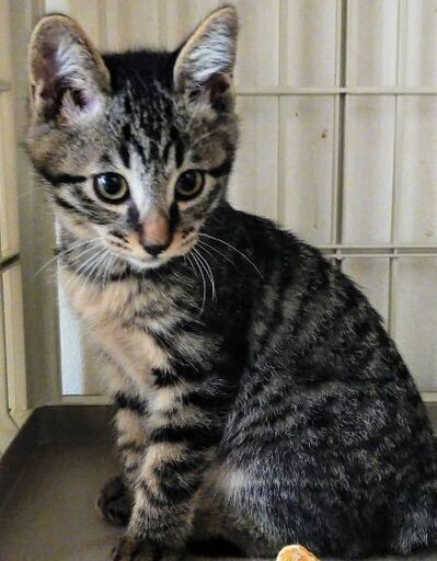 毎年恒例 獣医大学で猫の譲渡会開催 キジシロキジトラの兄弟 健気な2匹 生後3ヶ月 ジャパニーズボブテイルよ みたか123 三鷹の猫 の里親募集 ジモティー 毎年恒例 獣医大学で猫の譲渡会開催 キジシロキジトラの兄弟 健気な2匹 生後3ヶ月 ジャパニーズボブテイルよ みたか123 三鷹の猫 の里親募集 ジモティー