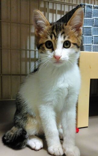 毎年恒例 獣医大学で猫の譲渡会開催 キジシロキジトラの兄弟