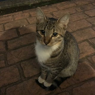 野良猫オス猫の里親募集です！