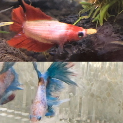 ベタ幼魚生後3ヶ月体長3センチ前後複数の場合はお値引きします Urico 戸塚安行のその他の中古あげます 譲ります ジモティーで不用品の処分