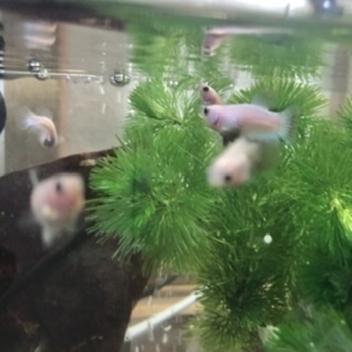 ベタ幼魚生後3ヶ月体長3センチ前後複数の場合はお値引きします Urico 戸塚安行のその他の中古あげます 譲ります ジモティーで不用品の処分