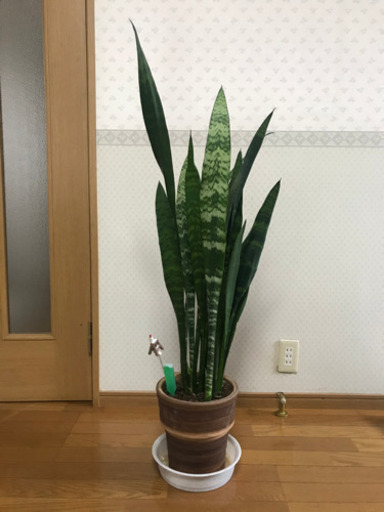 観葉植物　サンスベリア　その1