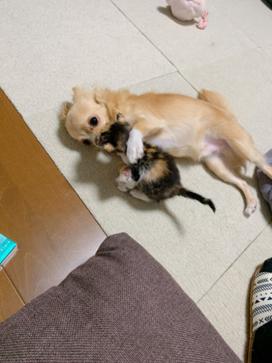 里親募集生後3 4週間 めばちこ 丹波篠山の猫の里親募集 ジモティー