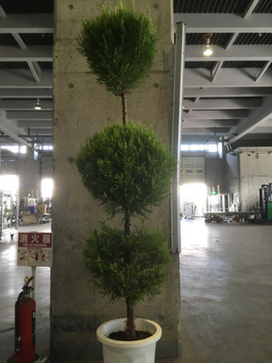 観葉植物 ゴールドクレスト 3段玉 卸売り花問屋 昭和町の生活雑貨の中古あげます 譲ります ジモティーで不用品の処分 観葉植物 ゴールドクレスト 3段玉 卸売り花問屋 昭和町の生活雑貨の中古あげます 譲ります ジモティーで不用品の処分