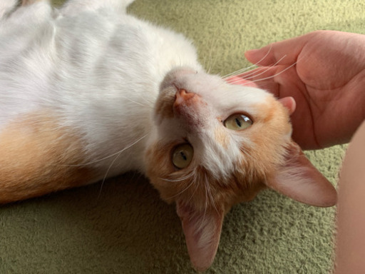 お行儀がいい茶白 推定2歳 猫好き 東山北の猫の里親募集 ジモティー