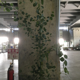 観葉植物 ユーカリポポラス