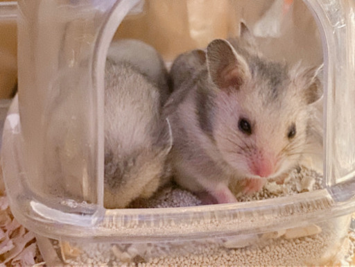 生後1ヶ月 ゴールデンハムスター ちなみ 吉田口のその他の里親募集 ジモティー