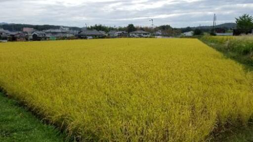 炊きたて艶々❗兵庫県小野市産ヒノヒカリ玄米30キロ