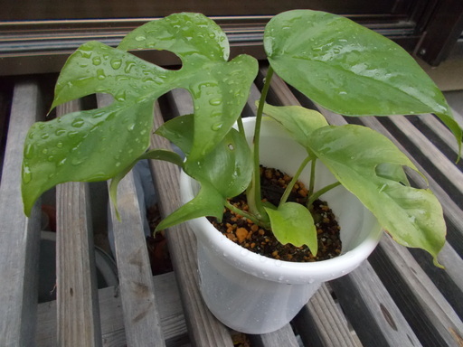 観葉植物ヒメモンステラ 猫のまゆげ さいたまのその他の中古あげます 譲ります ジモティーで不用品の処分