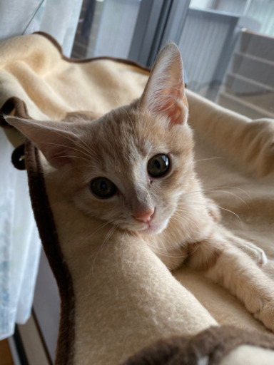 マイペースで穏やかなクリームチャトラくん モモ 高鷲の猫の里親募集 ジモティー マイペースで穏やかなクリームチャトラくん モモ 高鷲の猫の里親募集 ジモティー