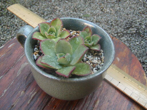 多肉植物カップ入り夕映え Mikisan 本厚木のその他の中古あげます 譲ります ジモティーで不用品の処分