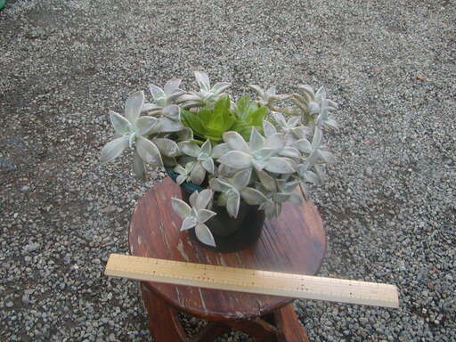 商談中 もうすぐ紅葉する多肉植物 Mikisan 本厚木のその他の中古あげます 譲ります ジモティーで不用品の処分