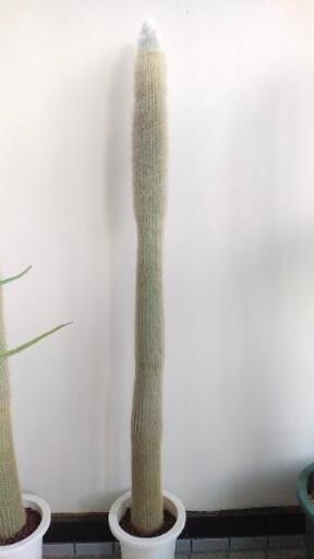 白閃or吹雪柱 B　125cm(鉢底から)