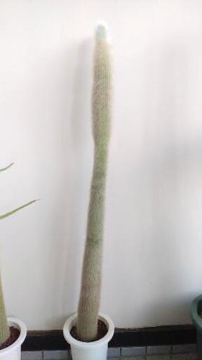 白閃or吹雪柱 C　119cm(鉢底から)