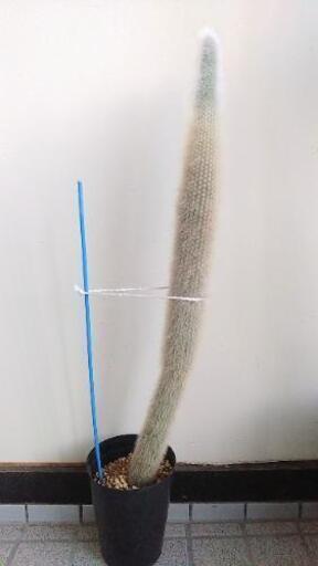 白閃or吹雪柱 E　79cm(鉢底から)