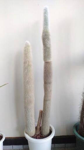 白閃or吹雪柱　2本組 A　120cm 98cm(鉢底から)