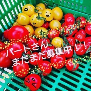 【長期】ミニトマト収穫や出荷作業募集中！