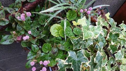 郵送ok ユキノシタ 日陰のグランドカバーに最適です 無農薬 雪の下 シェードガーデン 山野草 ゆかまる 物井のその他の中古あげます 譲ります ジモティーで不用品の処分