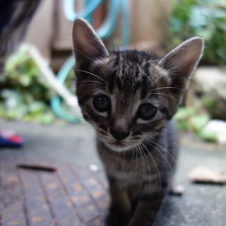 子猫の里親を探しています − 京都府